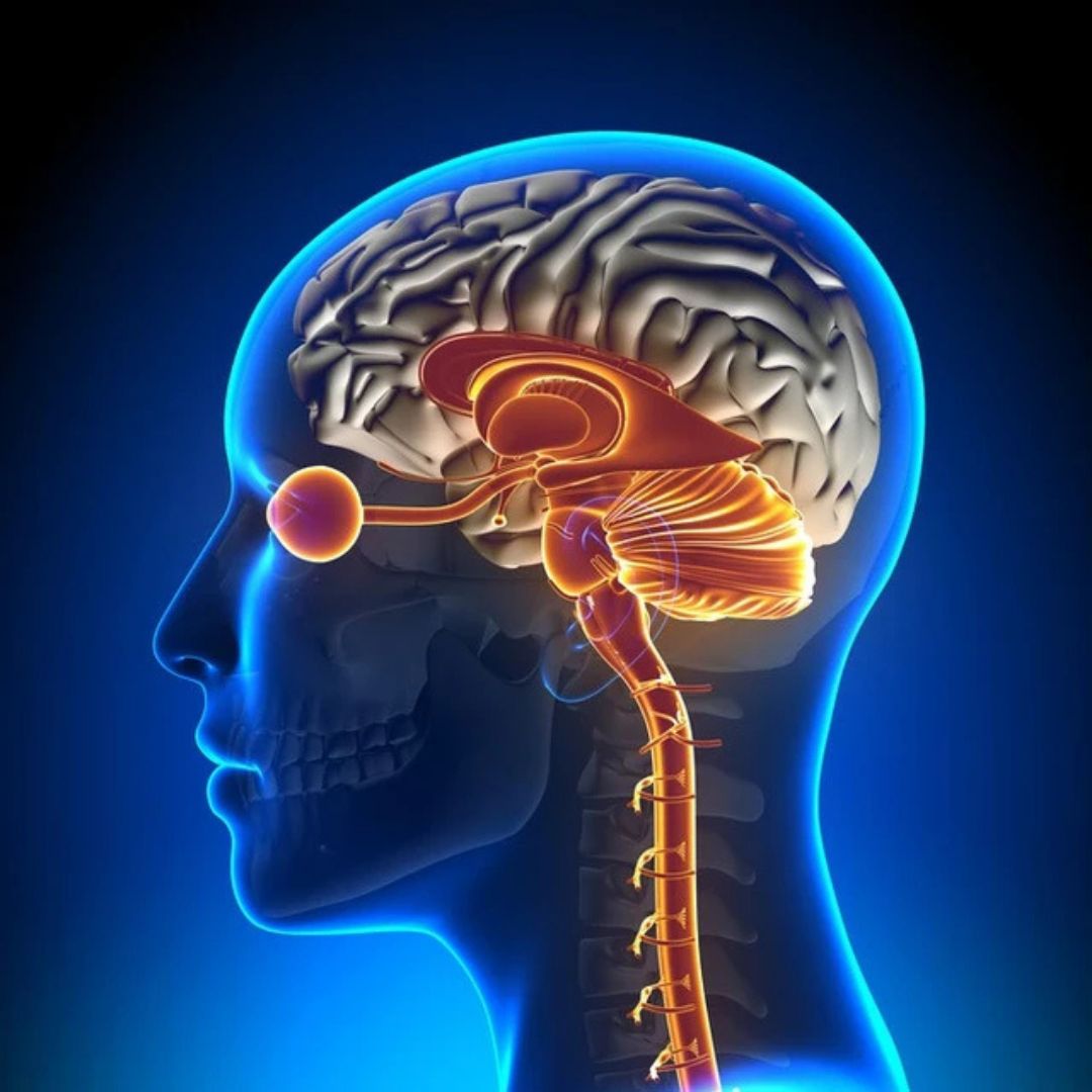 Interconnexion vision cerveau